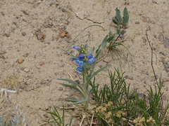 Penstemon angustifolius caudatus