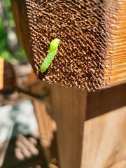 Amphipyra pyramidoides