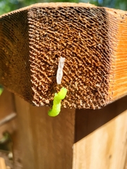 Amphipyra pyramidoides