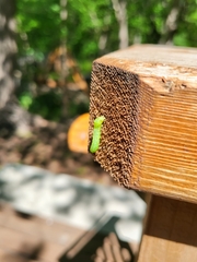 Amphipyra pyramidoides