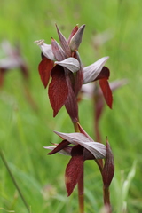 Serapias cordigera