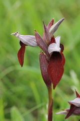 Serapias cordigera