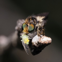 Holopogon nigripennis