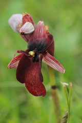 Serapias cordigera