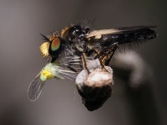 Holopogon nigripennis