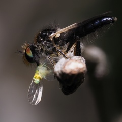 Holopogon nigripennis