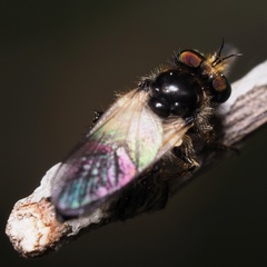 Holopogon nigripennis