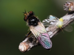 Holopogon nigripennis