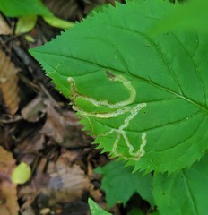 Phytomyza solidaginophaga