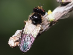 Holopogon nigripennis