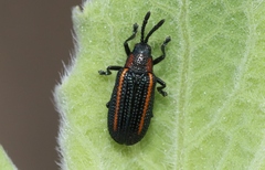 Microrhopala rubrolineata