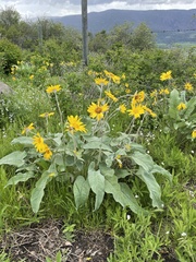 Balsamorhiza sagittata