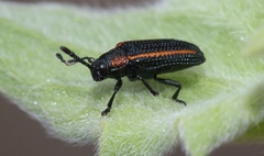 Microrhopala rubrolineata