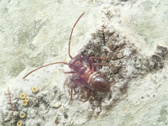 Miris striatus