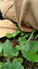 Coccinella septempunctata