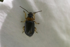 Luperomorpha xanthodera