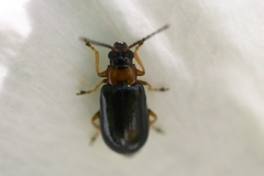 Luperomorpha xanthodera