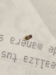 Coleoptera