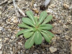 Eriogonum apiculatum