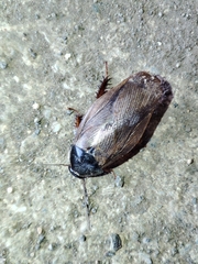 Pycnoscelus surinamensis