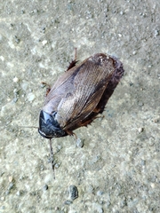 Pycnoscelus surinamensis