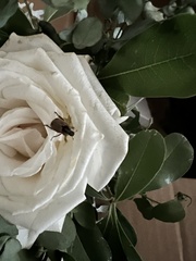 Scarabaeidae