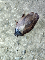 Pycnoscelus surinamensis