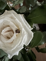 Scarabaeidae