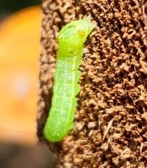 Amphipyra pyramidoides