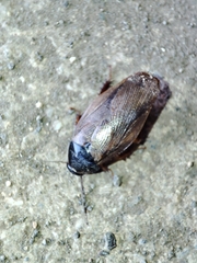 Pycnoscelus surinamensis