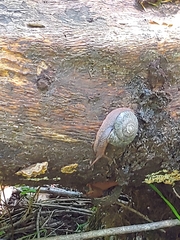 Monadenia infumata