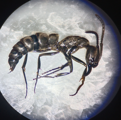 Pachycondyla crassinoda