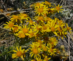 Packera tridenticulata