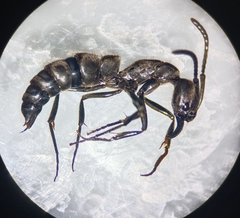 Pachycondyla crassinoda