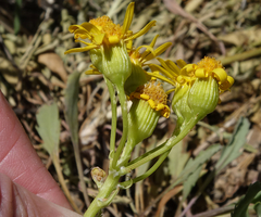 Packera tridenticulata