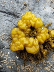 Leathesia marina