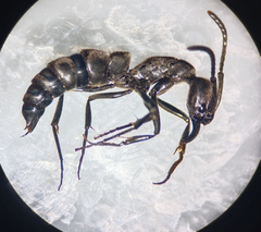 Pachycondyla crassinoda