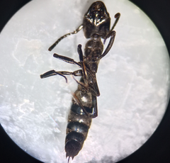 Pachycondyla crassinoda