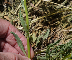 Packera tridenticulata