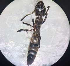 Pachycondyla crassinoda