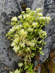 Cochlearia groenlandica
