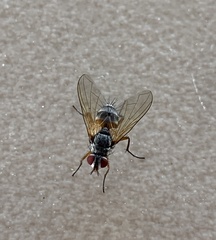 Cholomyia