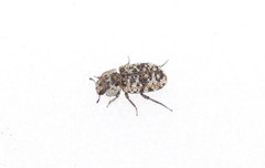 Leichenum