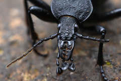 Cychrus tuberculatus