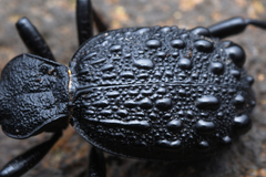 Cychrus tuberculatus