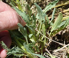 Packera tridenticulata