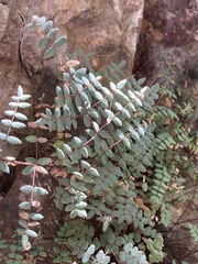 Pellaea truncata