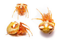 Araneus triguttatus