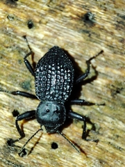 Tenebrionidae