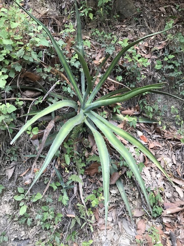 Agave difformis